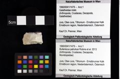 Foto (Objket + Etiketten) von Decapoda indet. 